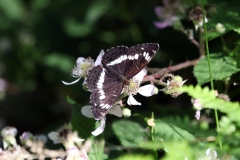 White admiral