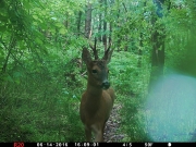 Trail cam